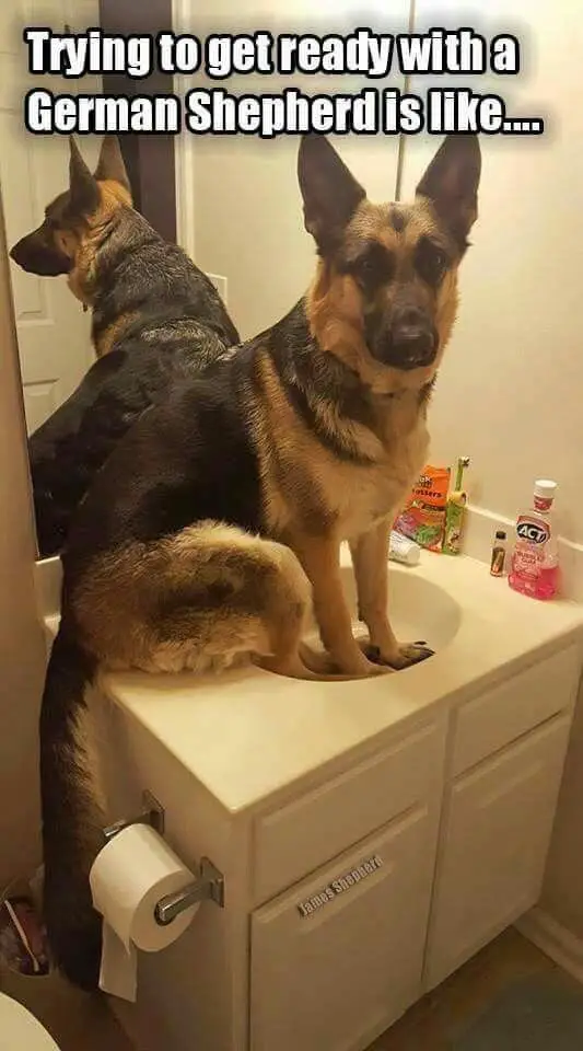 German Shepherd sitting on top of a bathroom sink photo with a text 