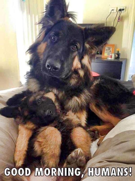German Shepherd lying on the bed with its puppy photo with a text 