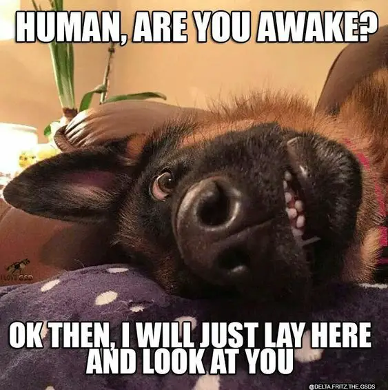 German Shepherd lying on the floor with its surprised face photo with a text 