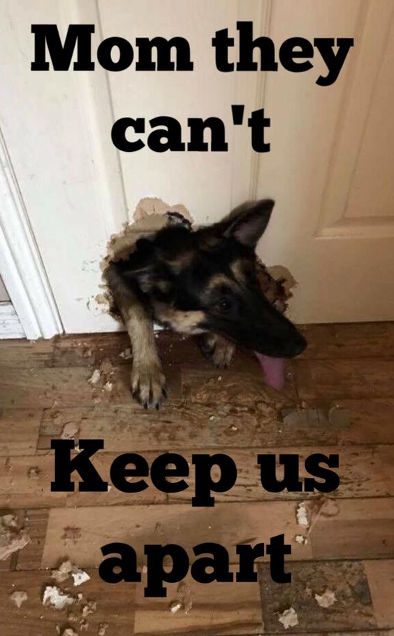 German Shepherd getting through a broken hole of the door photo with a text 