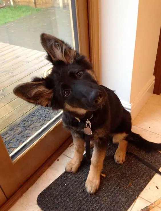 German Shepherd puppy sitting on the carpet next to the door while tilting its head