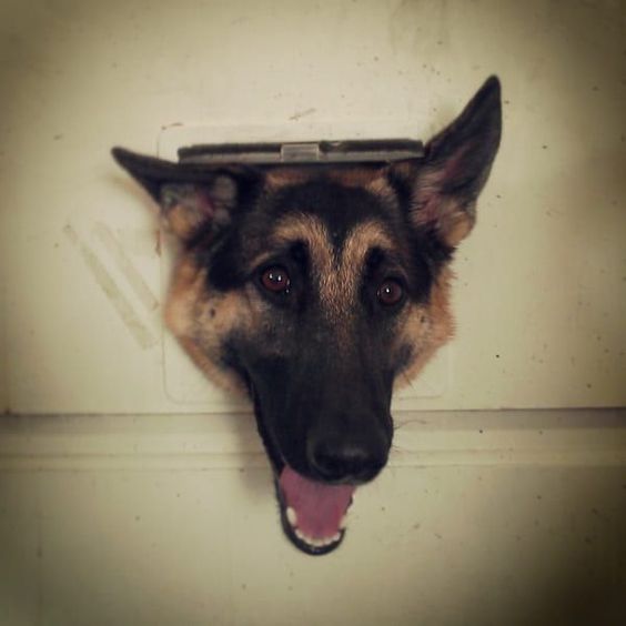 German Shepherd face in the cat hole