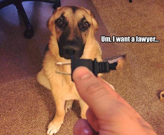 German Shepherd sitting behind the person holding a broken plug with its guilty face