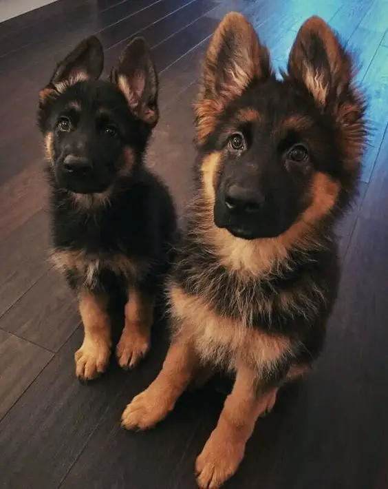 two German Shepherd puppies sitting on the wooden floor