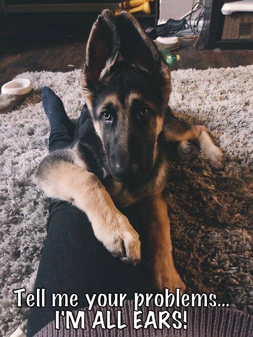 German Shepherd puppy lying on the floor with its arms on the lap of a woman photo with a text 