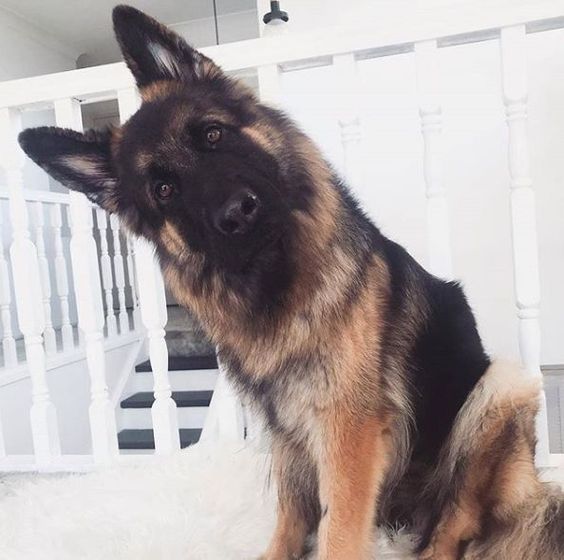 German Shepherd sitting on the floor while tilting its head