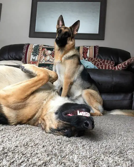 German Shepherd lying on its back while smiling on the floor with another German Shepherd sitting behind him
