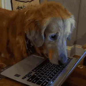 golden retriever looking at a laptop