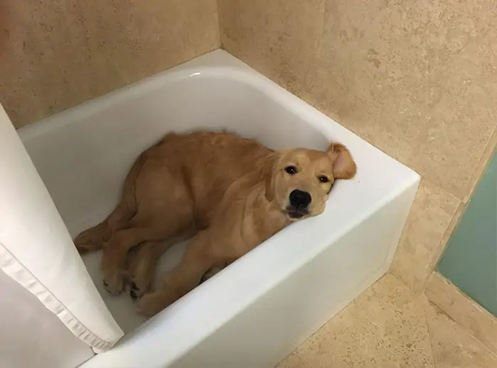 Golden Retriever lying inside a bathtub