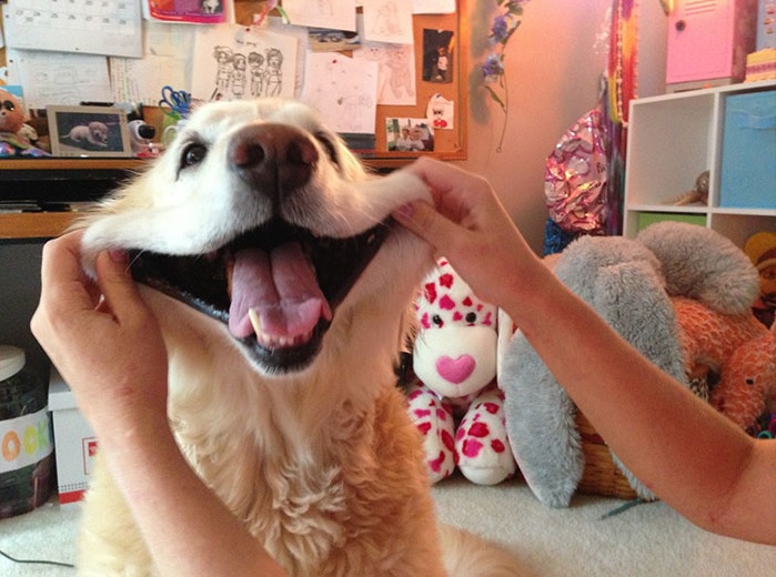 stretching the cheeks of a Golden Retriever for a smile