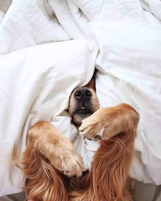 Golden Retriever with its face covered in pillows