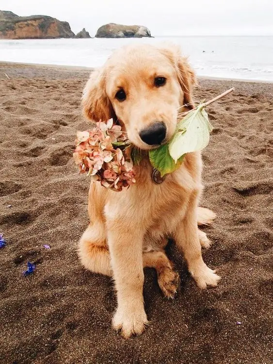 Golden Retriever sitting in the sad with hydrangea flowers on its mouth