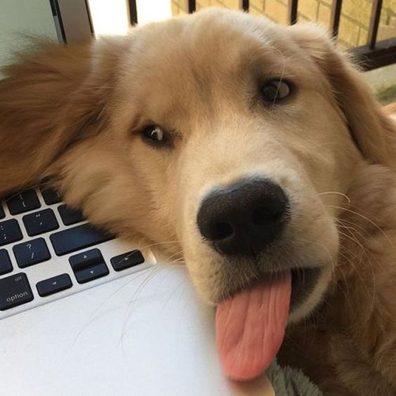 Golden Retriever with its tongue sticking out beside the laptop