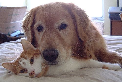 Golden Retriever lying on the bed with a cat