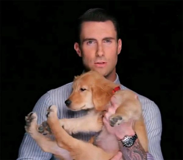 Adam Levine holding his Golden Retriever puppy in an isolated black background