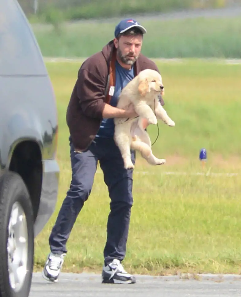 Ben Affleck carrying his Golden Retriever puppy