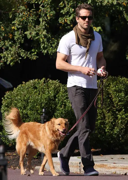 Ryan Reynolds walking at the park with his Golden Retriever