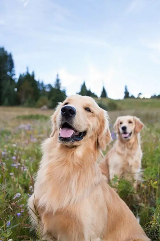 smiling Golden Retrievers in the field of wildflowers