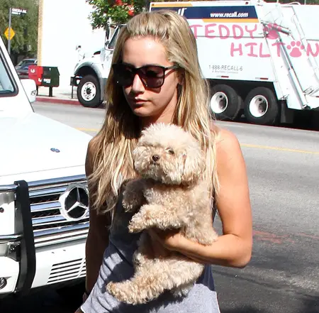 Ashley Tisdale walking in the street while carrying her Goldendoodle puppy