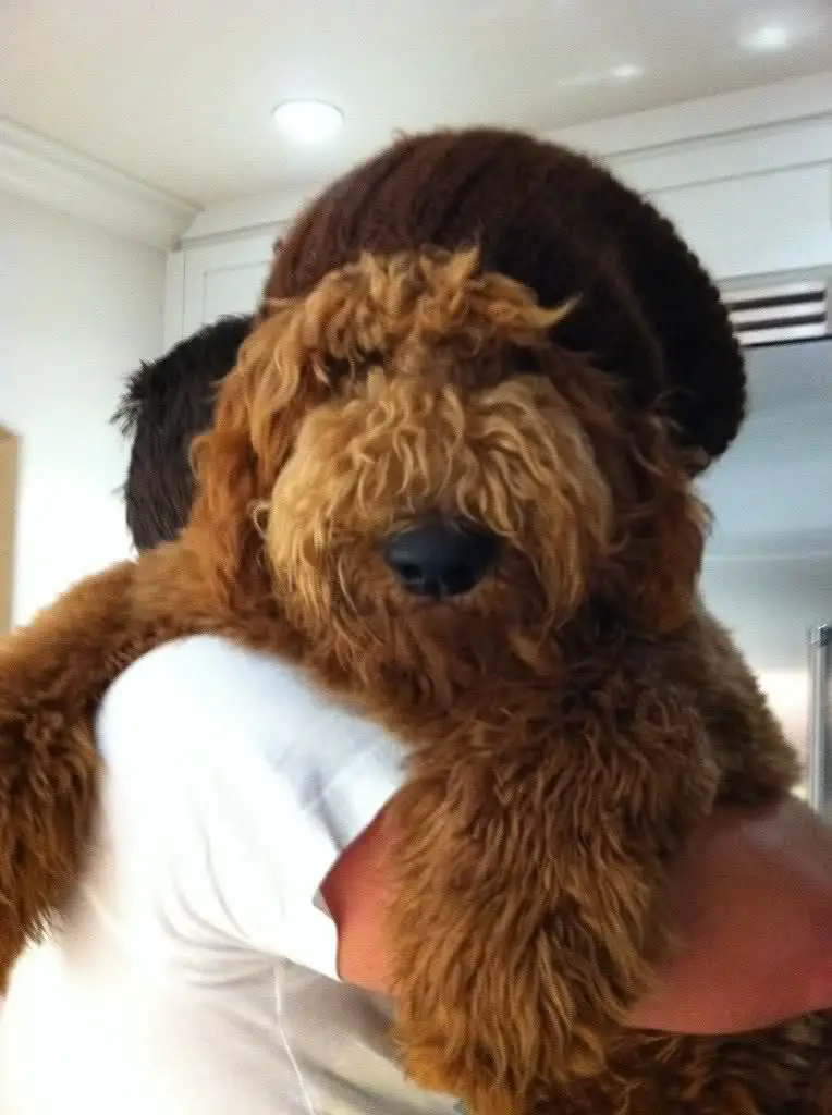 Jensen Ackles carrying his large Goldendoodle