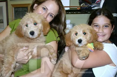 John Travolta and Kelly Preston carrying their Goldendoodle puppies