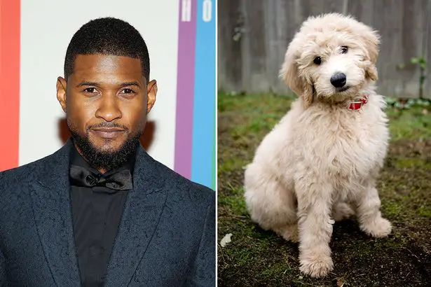 photo of Usher next to a photo of his Goldendoodle puppy sitting on the green grass