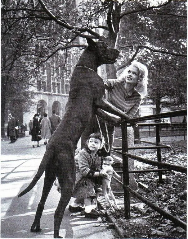  Jayne Mansfield at the park with her Great Dane standing by the fence