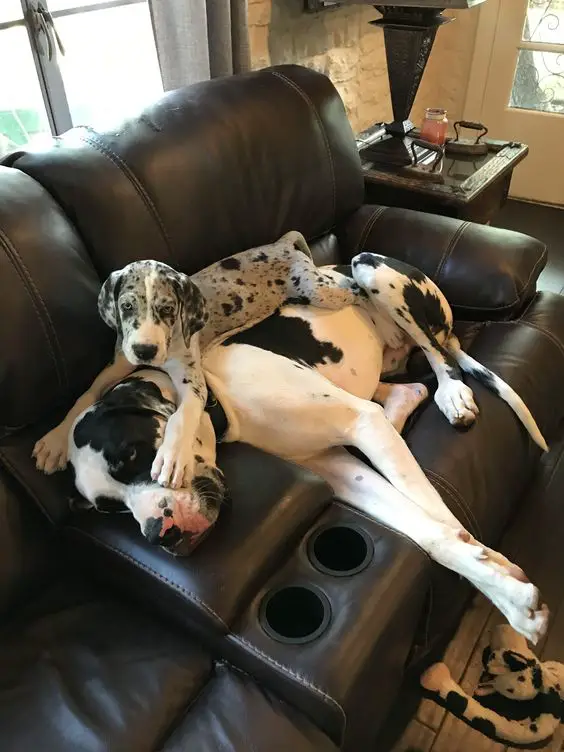two Great Danes resting on sofa