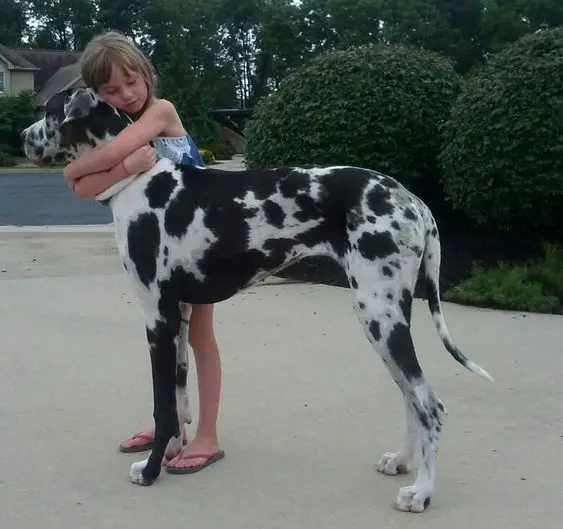 little girl hugging Great Dane dog