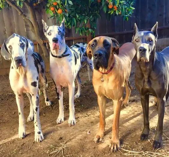 group of Great Danes staring