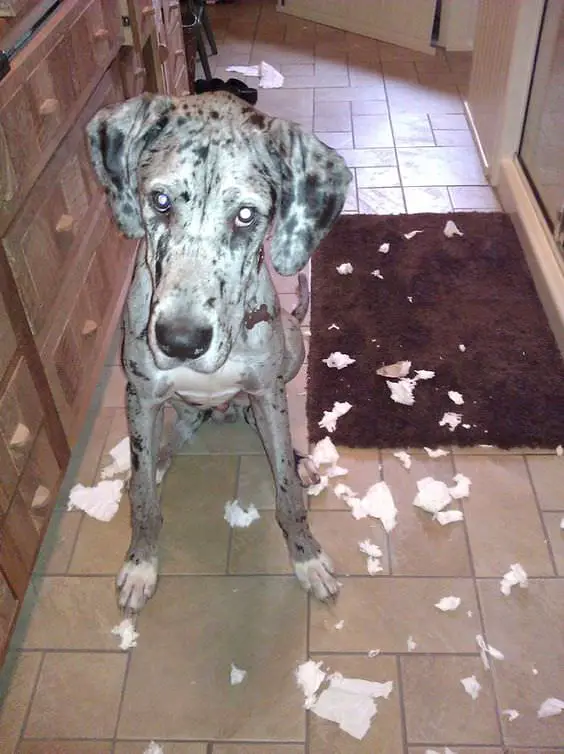 Great Dane dog with torn pieces of tissue paper on the floor