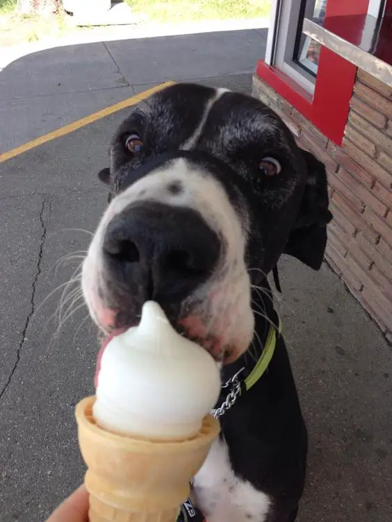 Great Dane dog licking ice cream