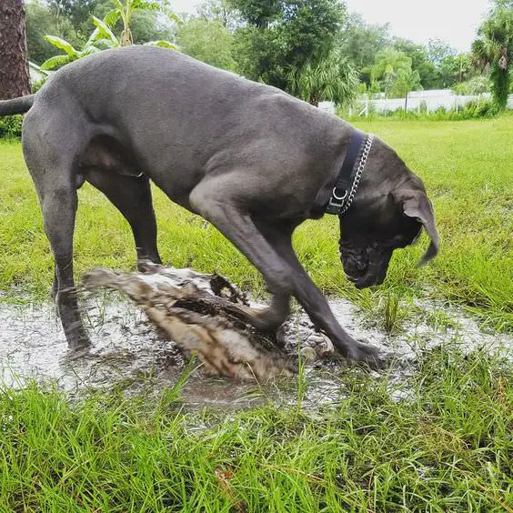Great Dane dog digging up mud