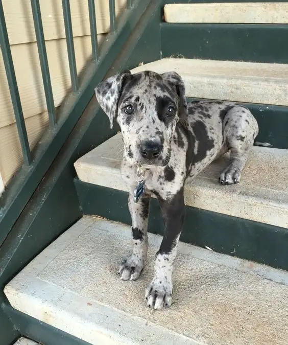 Great Dane puppy sitting on the stairs