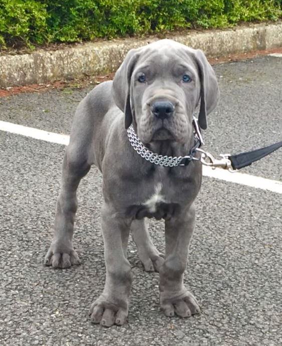 gray Great Dane puppy 