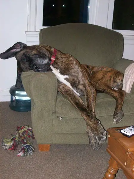 Dane dog sleeping while sitting on a couch