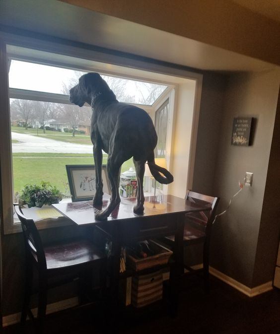 Great Dane dog in the table looking out the window