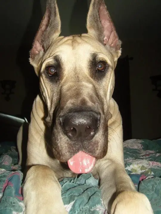Great Dane dog in bed with its tongue sticking out