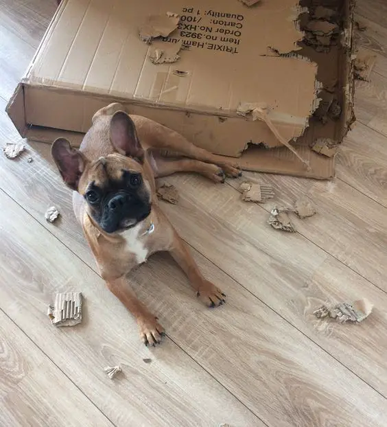 A French Bulldog lying on the floor with torn cardboard box