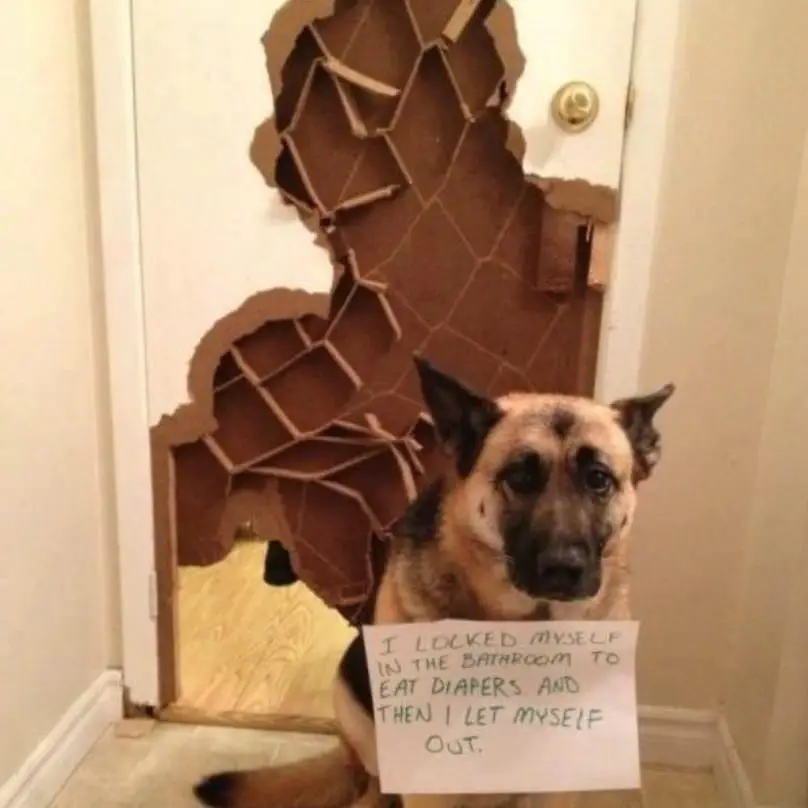 German Shepherd sitting on the floor with a torn door behind him and while wearing a note that says - I locked myself in the bathroom to eat diapers and then I let myself out