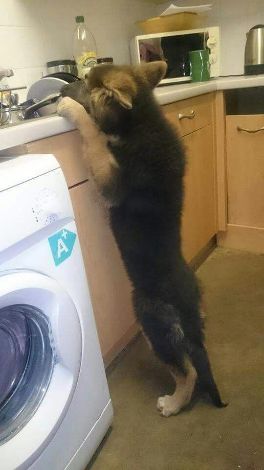 A German Shepherd puppy standing up leaning towards the sink