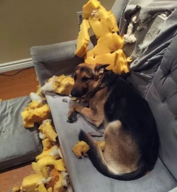 A German Shepherd lying on the couch with a torn foam