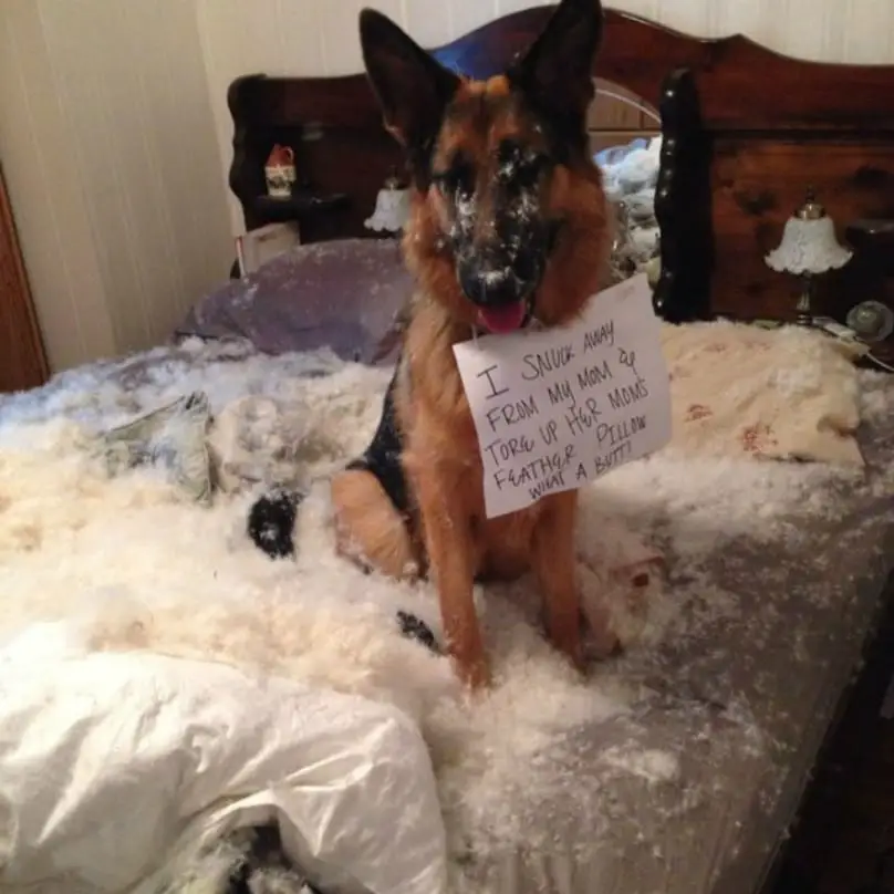 A German Shepherd sitting on the bed with feather fillers and while wearing a note that saying - I snuck away from my mom and tore her feather pillows