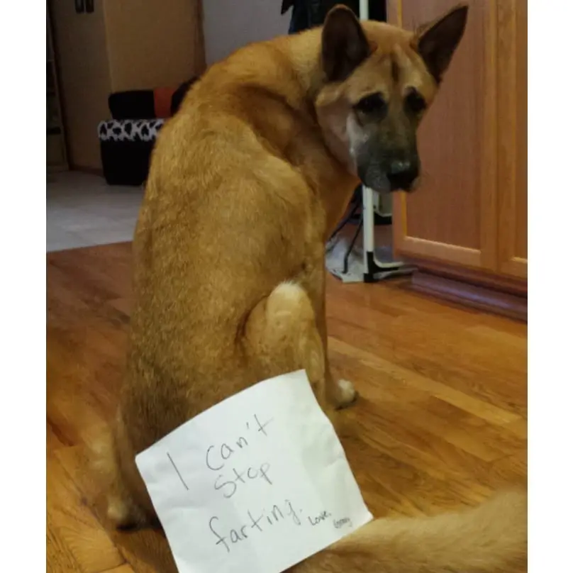 A German Shepherd sitting on the floor with a nose in its butt that says- I can't stop farting