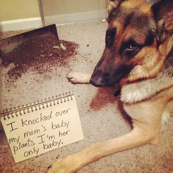 A German Shepherd lying on the floor with its sad face in front of a spilled soil and with a note that says - I knocked over my mom's baby plants. I'm her only baby.