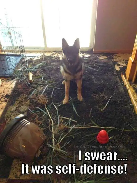 German Shepherd sitting on the floor with spilled soil from the pot photo and with text - I swear.. it was self-defense