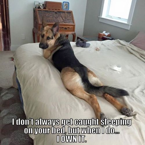 photo of a German Shepherd lying on the bed and with text - I don't always get caught sleeping on your bed, but when I do.. I own itl