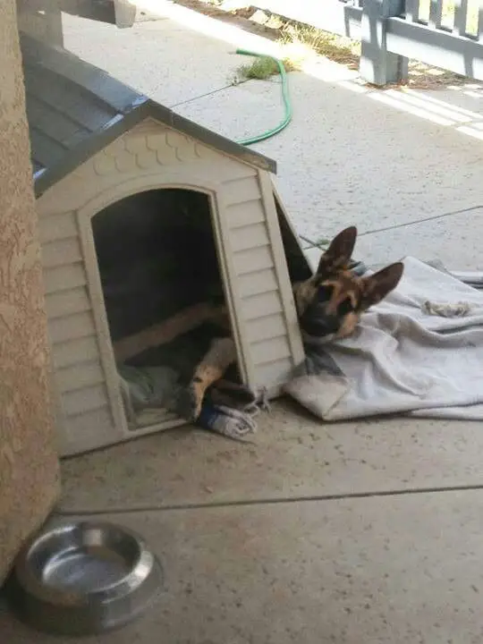 A German Shepherd lying inside the dog house with its head out on the broken wall