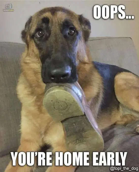 photo of a German Shepherd lying on the couch with shoe in its mouth and with text - Ooops.. You're home early