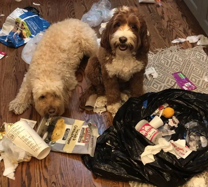 two Labradoodle sitting on the floor with torn trash bag with trash all over the floor